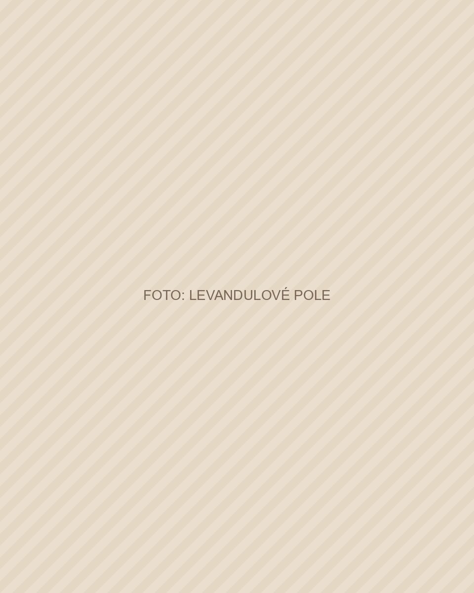 Levandulové pole